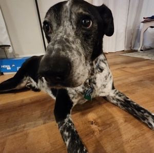 Meet your Posher, Catalina